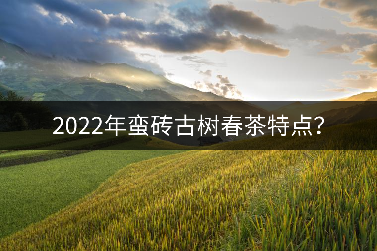 2022年蠻磚古樹春茶特點？
