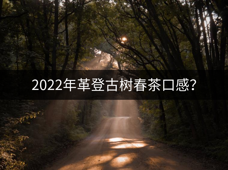 2022年革登古樹春茶口感? 2022年革登古樹春茶口感?