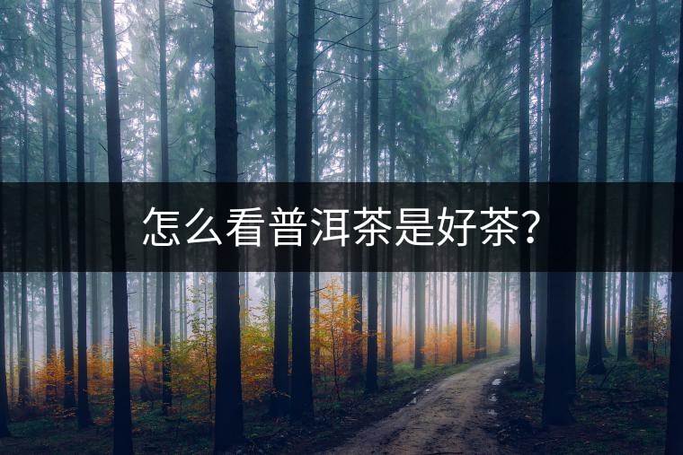 怎么看普洱茶是好茶？