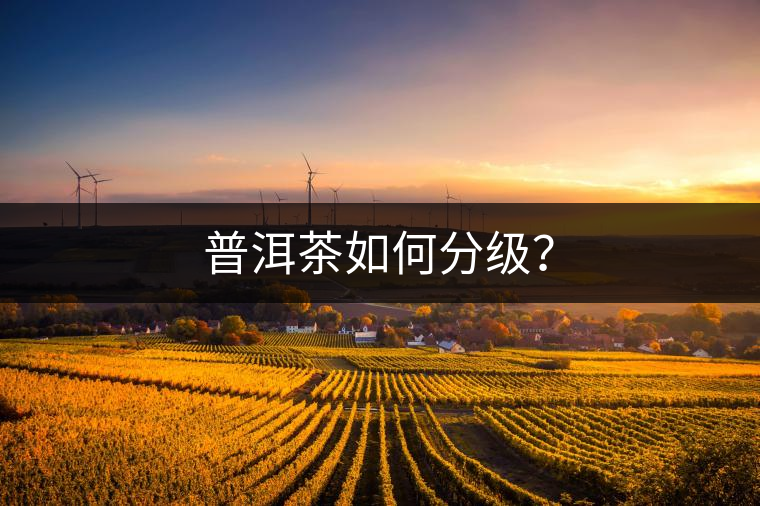 普洱茶如何分級？