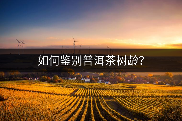 如何鑒別普洱茶樹(shù)齡？