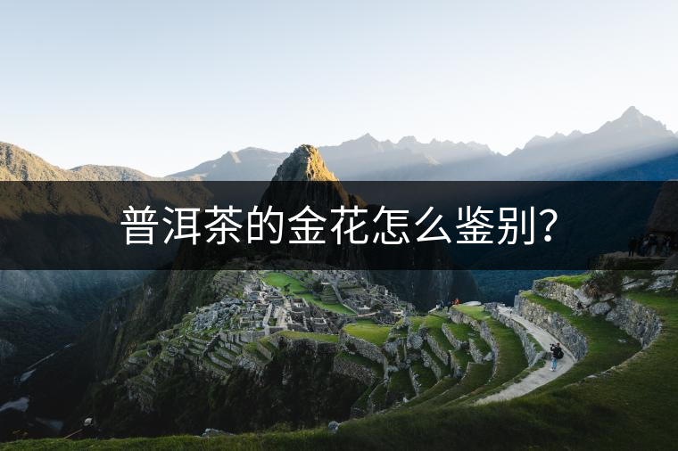 普洱茶的金花怎么鑒別？