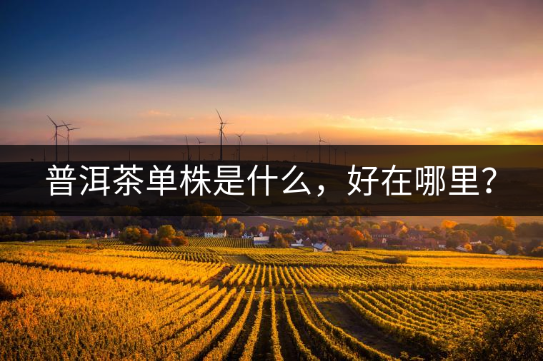 普洱茶單株是什么，好在哪里？