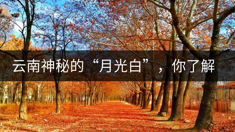 云南神秘的“月光白”，你了解多少？