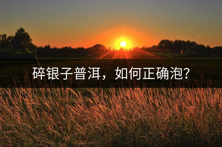 碎銀子普洱，如何正確泡？