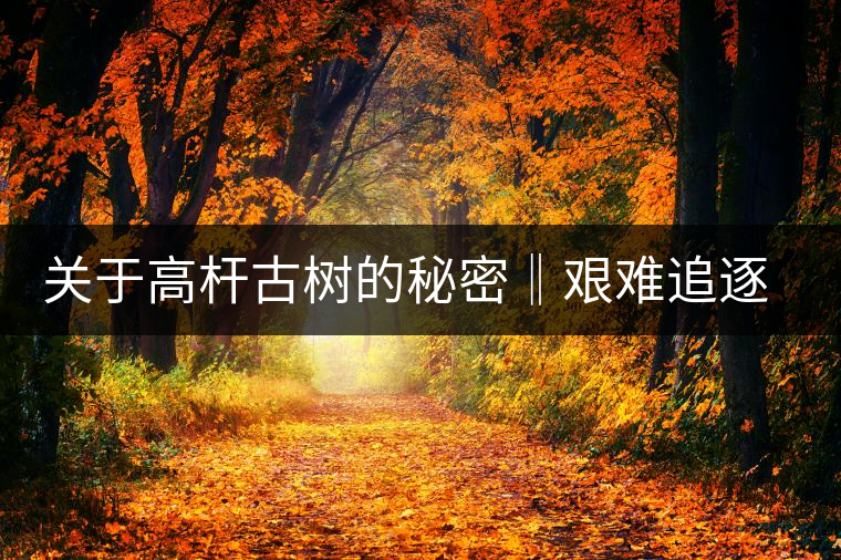 關(guān)于高桿古樹(shù)的秘密‖艱難追逐高桿古樹(shù)茶的普洱茶人