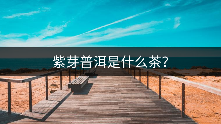 紫芽普洱是什么茶？