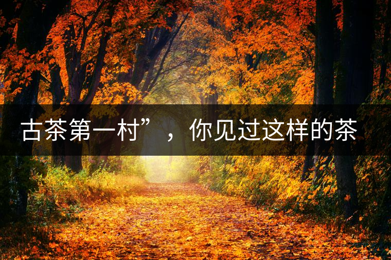 古茶第一村”，你見過這樣的茶樹嗎？