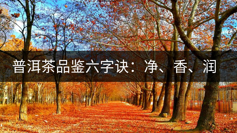 普洱茶品鑒六字訣：凈、香、潤、厚、甘、甜，帶你體驗(yàn)普洱的魅力
