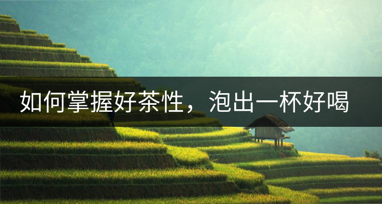 如何掌握好茶性，泡出一杯好喝的普洱熟茶？