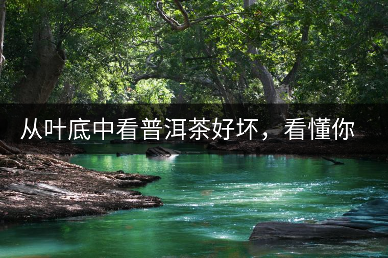 從葉底中看普洱茶好壞，看懂你就是真正的茶界高手！