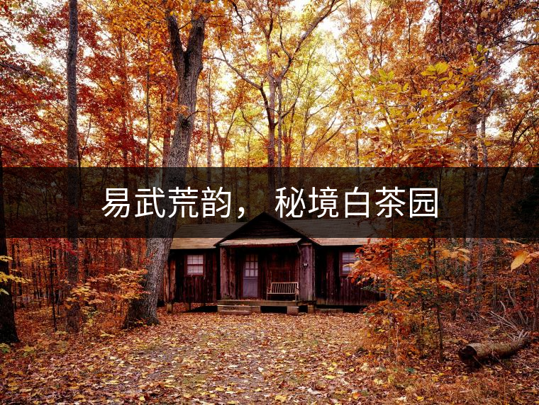 易武荒韻， 秘境白茶園