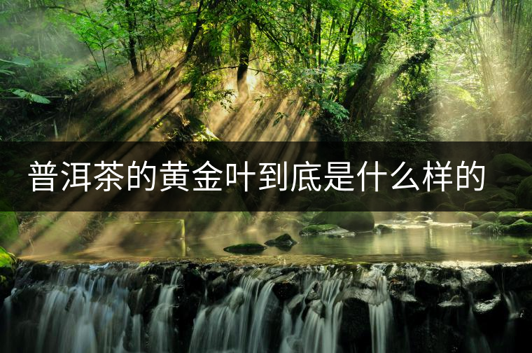 普洱茶的黃金葉到底是什么樣的存在？