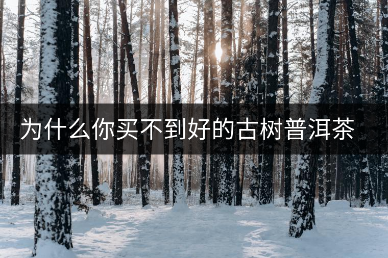 為什么你買不到好的古樹普洱茶？買茶防坑指南，看完就有收獲！