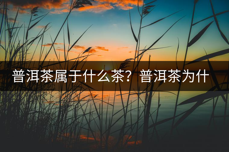 普洱茶屬于什么茶？普洱茶為什么會越陳越香？