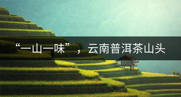 “一山一味”，云南普洱茶山頭茶的真實(shí)意義！