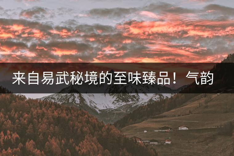 來自易武秘境的至味臻品！氣韻強(qiáng)勁，余韻深邃，一口喚醒你的味蕾~