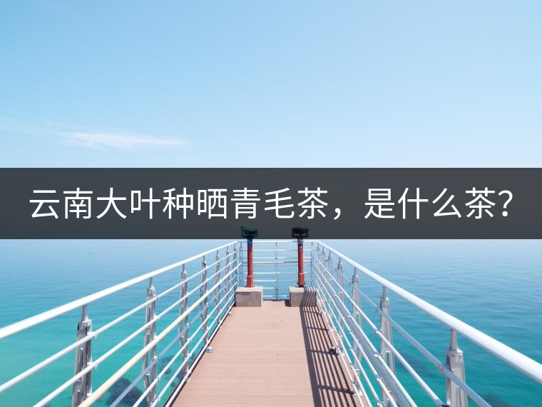 云南大葉種曬青毛茶，是什么茶？