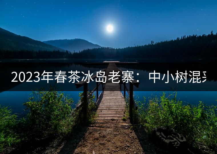 2023年春茶冰島老寨：中小樹混采2500-3000元／公斤，大樹：7000-8000元／公斤，古樹混采：28000-36000元／公斤