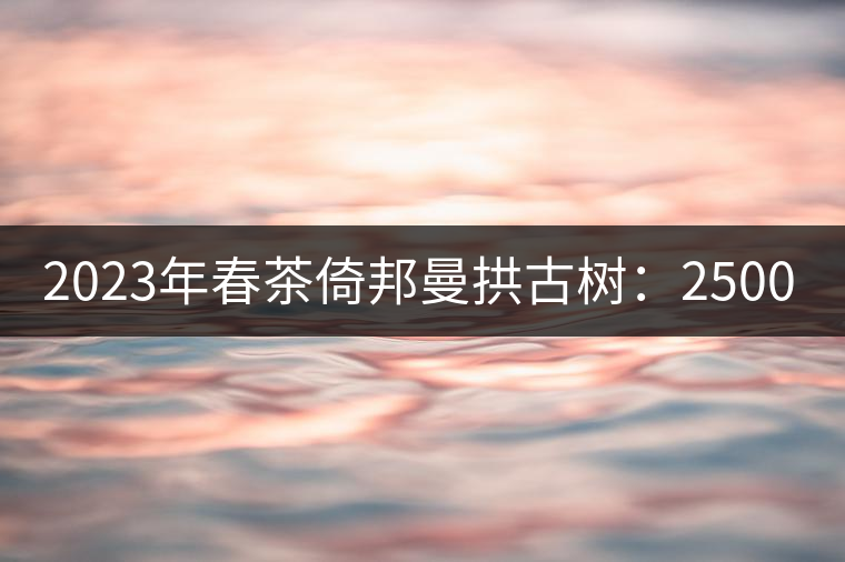 2023年春茶倚邦曼拱古樹：2500-3000元／公斤，貓耳朵6000元／公斤