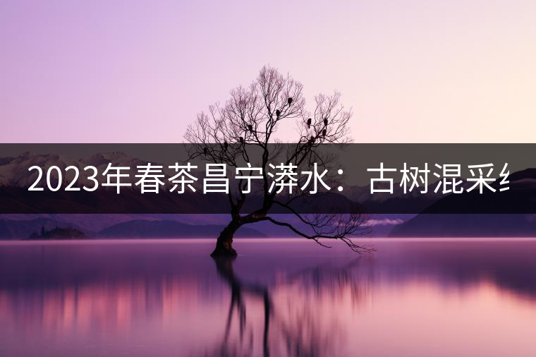2023年春茶昌寧漭水：古樹混采純料480-600元／公斤，大樹360-420元／公斤，臺地260-300元／公斤，古樹單株均價880-1200元／公斤。