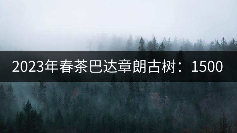 2023年春茶巴達章朗古樹：1500-1600元／公斤，喬木250元／公斤