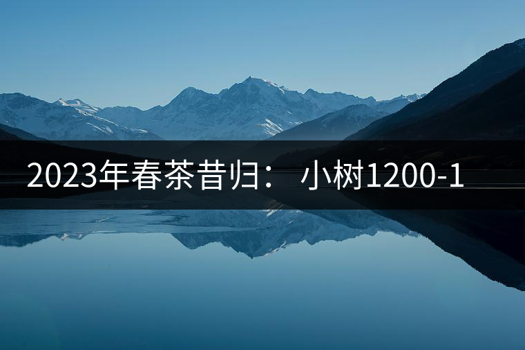 2023年春茶昔歸： 小樹(shù)1200-1600元／公斤，大樹(shù)4500-5200元／公斤，古樹(shù)7500-9000元／公斤.