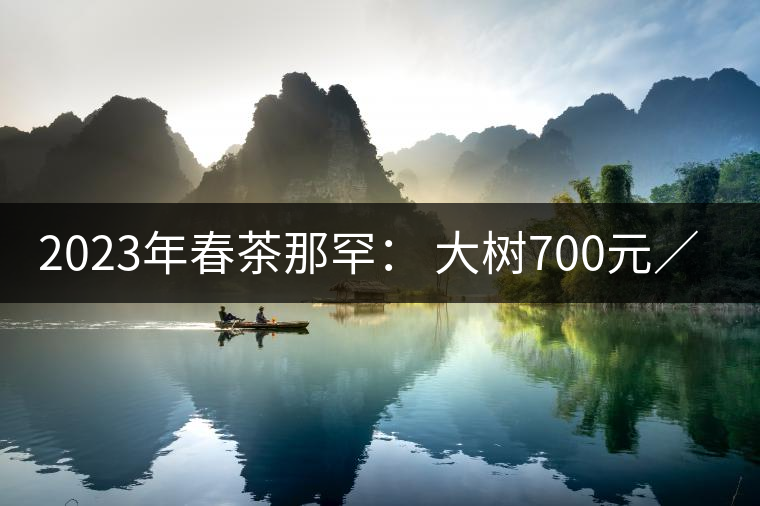 2023年春茶那罕： 大樹(shù)700元／公斤，古樹(shù)：1200-1600元／公斤