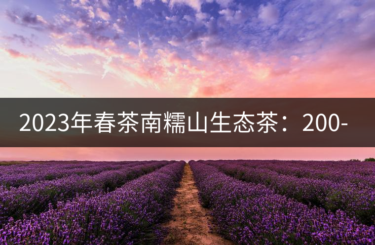 2023年春茶南糯山生態(tài)茶：200-300元／公斤，古樹：900-1500元／公斤
