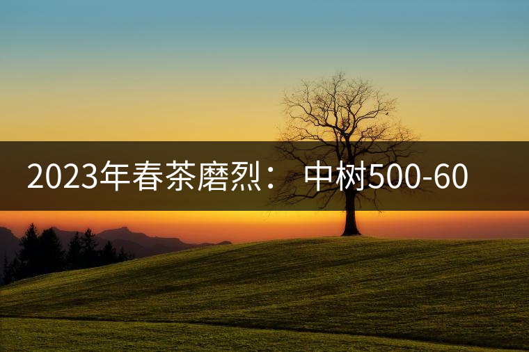 2023年春茶磨烈： 中樹500-600元／公斤，古樹混采：2200-2600元／公斤