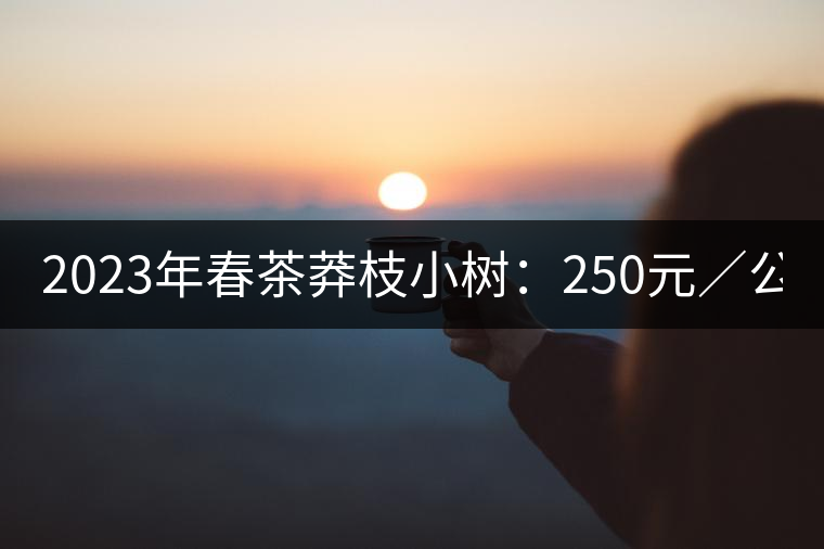 2023年春茶莽枝小樹：250元／公斤， 古樹：1000-1200元／公斤