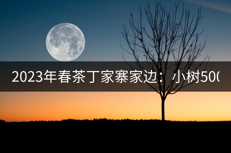 2023年春茶丁家寨家邊：小樹500元／公斤，古樹1500-1600元／公斤