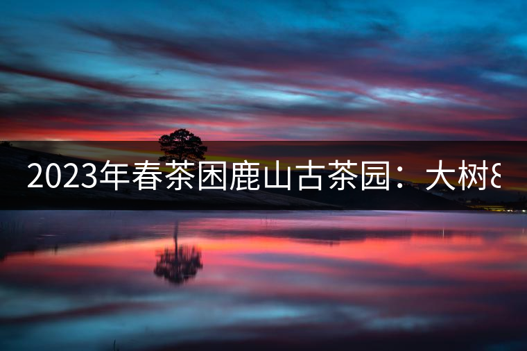 2023年春茶困鹿山古茶園：大樹8000-12000元／公斤，周邊小樹200-300元／公斤
