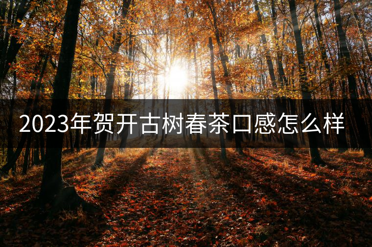 2023年賀開古樹春茶口感怎么樣？