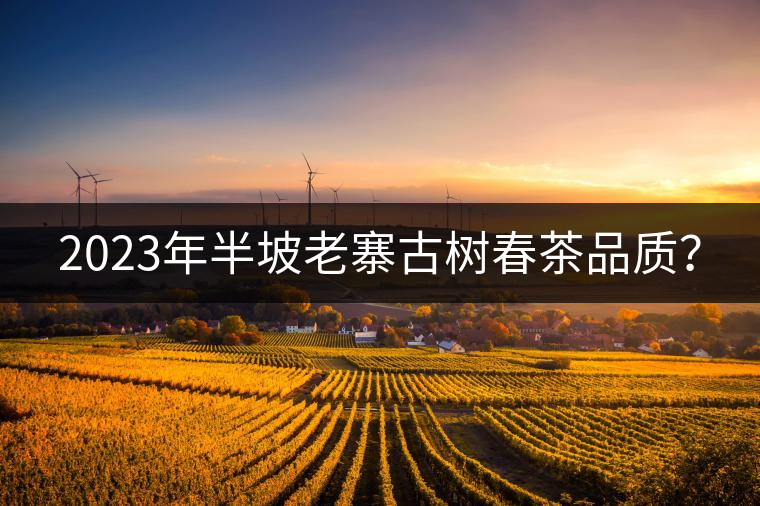 2023年半坡老寨古樹春茶品質(zhì)？