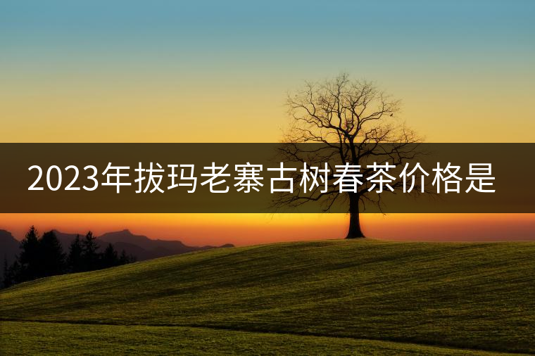2023年拔瑪老寨古樹(shù)春茶價(jià)格是多少？