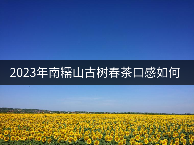 2023年南糯山古樹(shù)春茶口感如何？