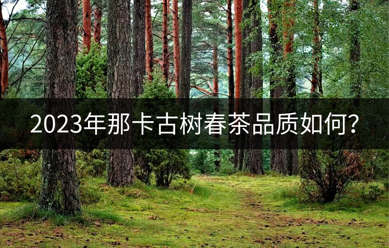 2023年那卡古樹春茶品質(zhì)如何？