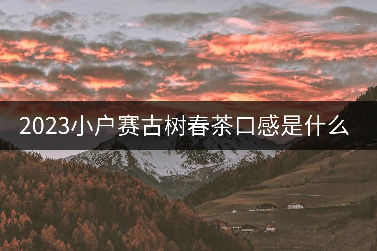 2023小戶賽古樹春茶口感是什么？