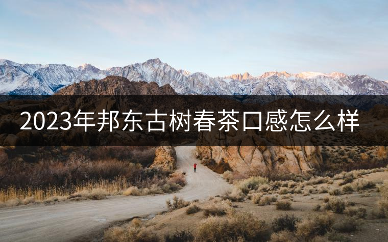 2023年邦東古樹春茶口感怎么樣？