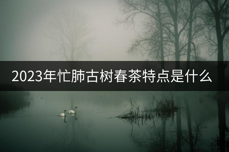 2023年忙肺古樹春茶特點(diǎn)是什么？