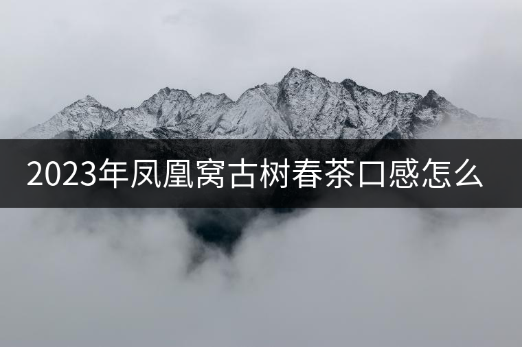 2023年鳳凰窩古樹春茶口感怎么樣？