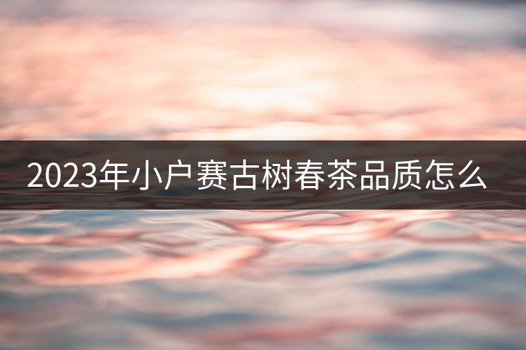 2023年小戶賽古樹春茶品質(zhì)怎么樣？