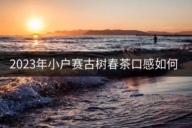 2023年小戶賽古樹春茶口感如何？