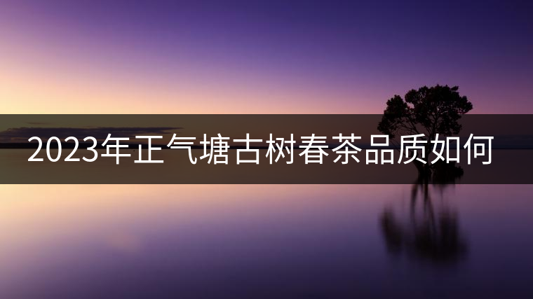 2023年正氣塘古樹(shù)春茶品質(zhì)如何？