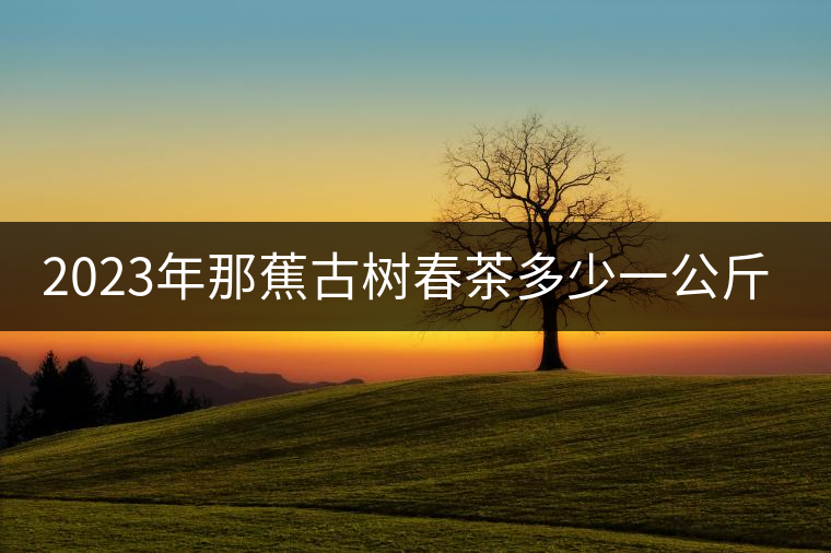 2023年那蕉古樹(shù)春茶多少一公斤？