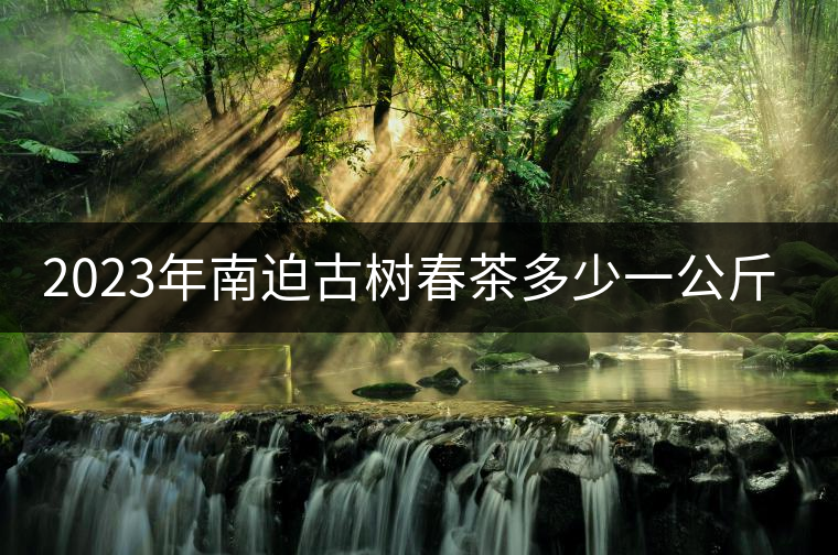 2023年南迫古樹春茶多少一公斤？