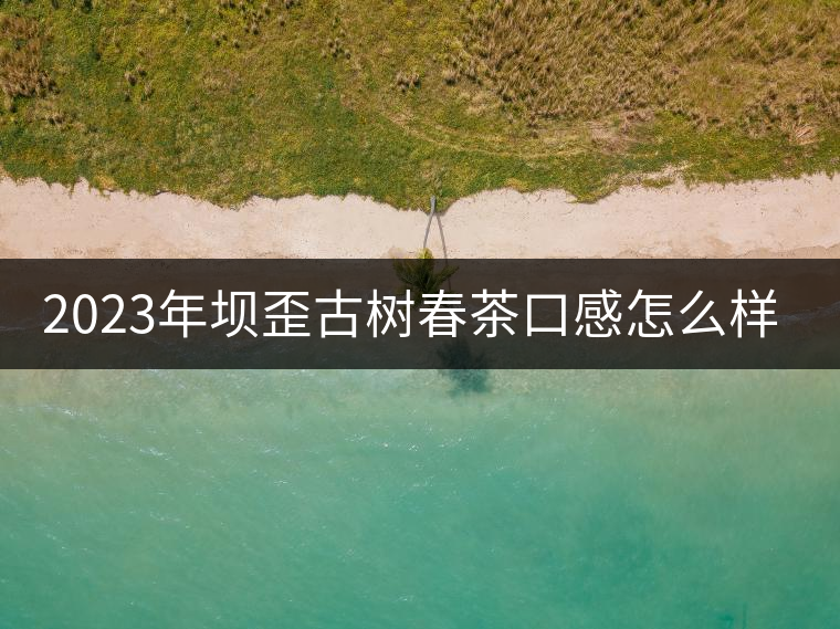 2023年壩歪古樹(shù)春茶口感怎么樣？