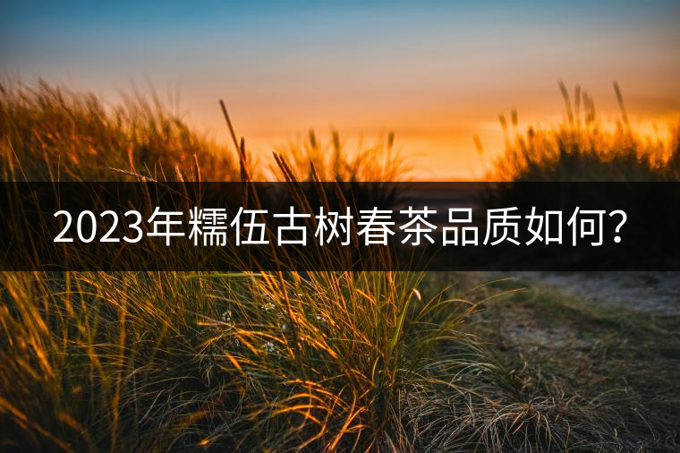 2023年糯伍古樹春茶品質(zhì)如何？