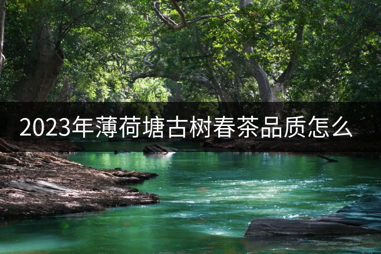 2023年薄荷塘古樹春茶品質(zhì)怎么樣？